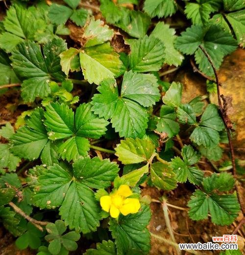 美丽竹的花语是什么?美丽竹象征着什么?