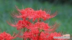 花语残暴的花有哪些？这些花代表了什么？