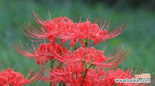 花语残暴的花有哪些？这些花代表了什么？