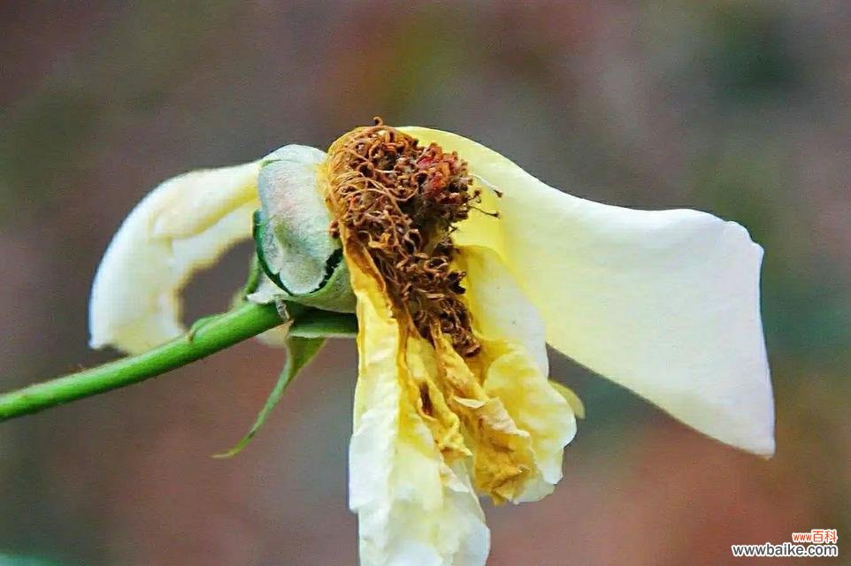 花语残暴的花有哪些？这些花代表了什么？