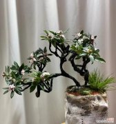 最吉祥的花语是什么？哪些花语寓意吉祥？