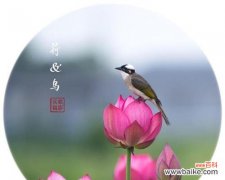 荷花与鸟花语是什么？它们象征着什么？