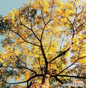 黄金木花的花语有何深意？适合哪种场合？