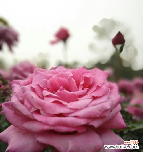 探索丰花月季花语的深意与魅力 丰花月季花语