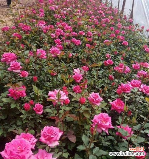 探索丰花月季花语的深意与魅力 丰花月季花语