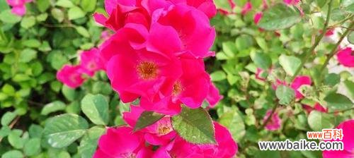 探索丰花月季花语的深意与魅力 丰花月季花语