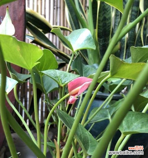 探索粉掌所代表的情感、个性与美学 粉掌的代表意思及象征性解读