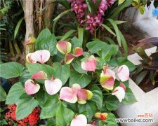 探索粉掌所代表的情感、个性与美学 粉掌的代表意思及象征性解读