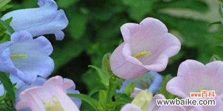 花语与寓意传递的柔情 风铃草