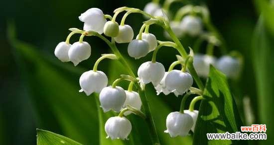 花语与寓意传递的柔情 风铃草