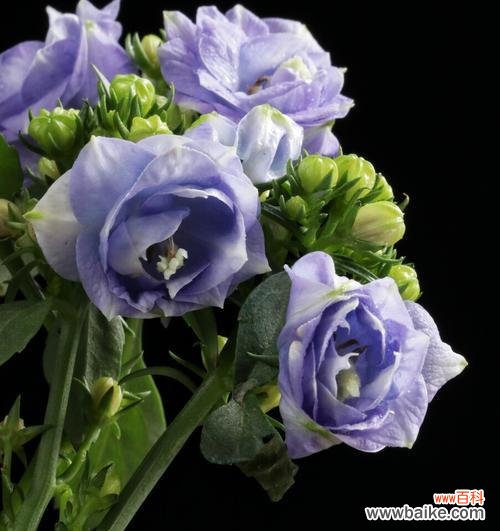 花语与寓意传递的柔情 风铃草