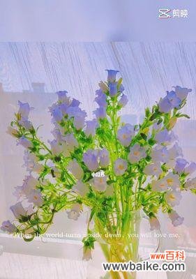 草间风铃的声音传递生命之美 风铃草的象征与寓意