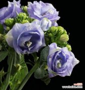 传递美好与祝福的风铃草 风铃草的花语和象征