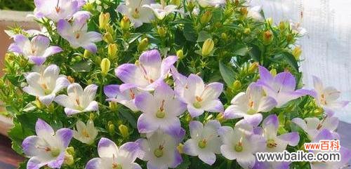 探寻风铃花的灵性与美丽 风铃花的寓意及象征意义