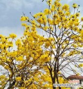 探寻风铃花的灵性与美丽 风铃花的寓意及象征意义