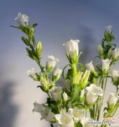 传承千年的音乐与祝福 风铃的花语与传说