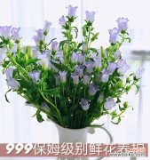 不同颜色风铃花的寓意与象征 五彩缤纷的风铃花之花语