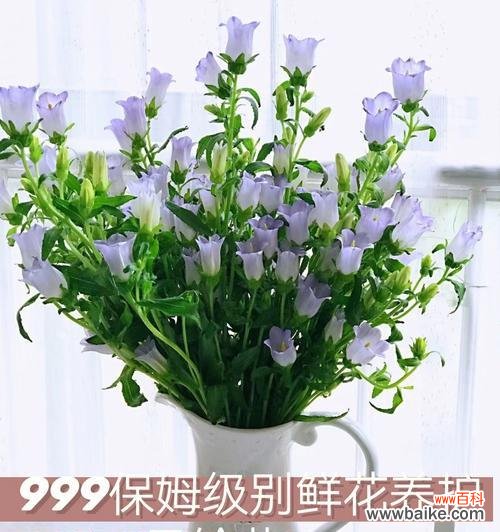 不同颜色风铃花的寓意与象征 五彩缤纷的风铃花之花语