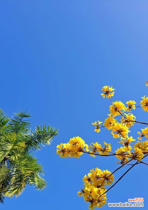 不同颜色风铃花的寓意与象征 五彩缤纷的风铃花之花语