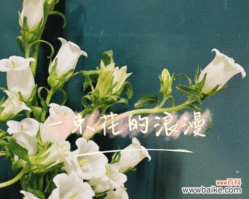 不同颜色风铃花的寓意与象征 五彩缤纷的风铃花之花语