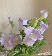 风铃草的花语及寓意解读 风铃草