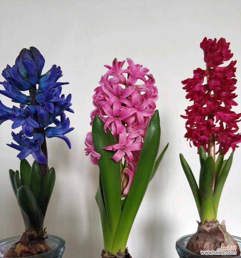 蓓蕾中的生命之舞——探究风信子的寓意和象征意义 风信子