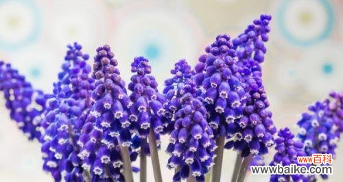 探索白色风信子的浪漫与神秘之美 白色风信子的花语与寓意