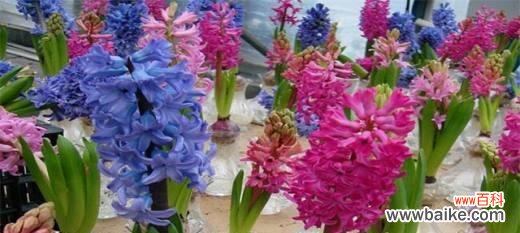 探索白色风信子的浪漫与神秘之美 白色风信子的花语与寓意