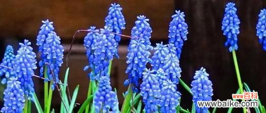 解读风信子的浪漫与祝福 风信子的花语与象征意义