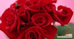 玫瑰花数量与爱情 花开满园，美丽的象征——玫瑰花数量的含义