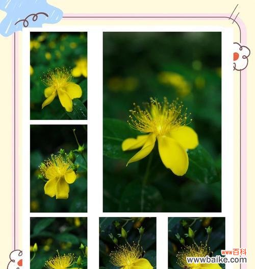 桃子花的花语是什么?它在爱情中代表什么?
