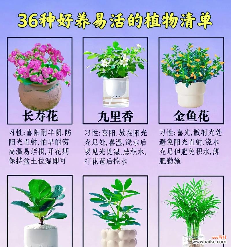 植物花语系列有哪些?如何挑选合适的花卉?