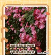 复古蔷薇的花语是什么？它在传统中代表什么？