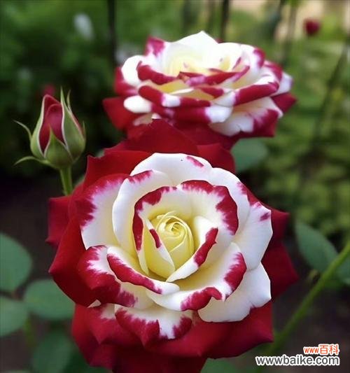 月季花开花语是什么意思？