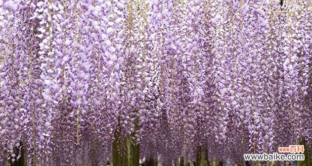 紫陀萝花的花语代表什么？