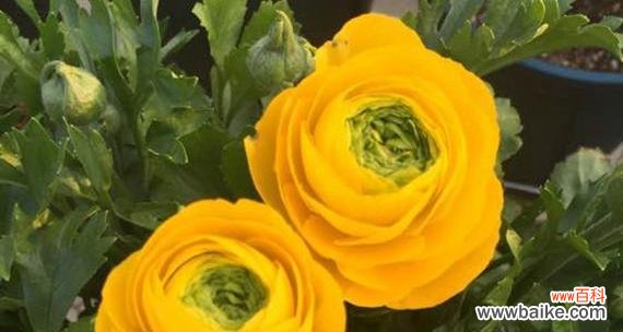 水枝锦花的花语代表什么含义？