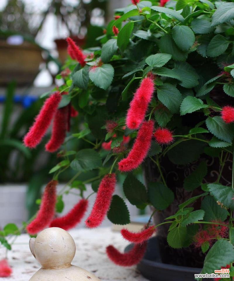 猫尾红的花语代表什么？