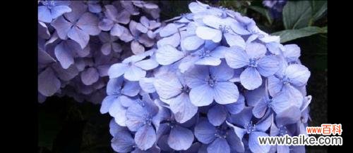 绣球蕨叶的花语是什么?它有何特别含义?