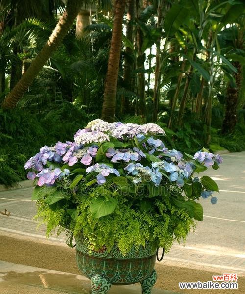 绣球蕨叶的花语是什么?它有何特别含义?