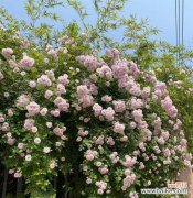 月光蔷薇的花语是什么？它在夜晚代表什么？