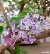 丁香的花语是什么？它在文学中象征着什么？