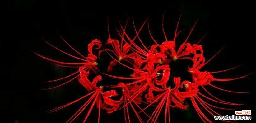 红梅送花的花语是什么？它在春节中象征着什么？