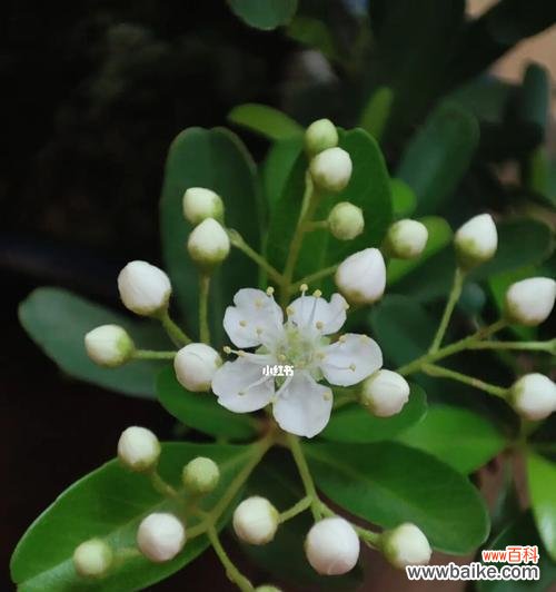 火棘花的花语是什么意思？