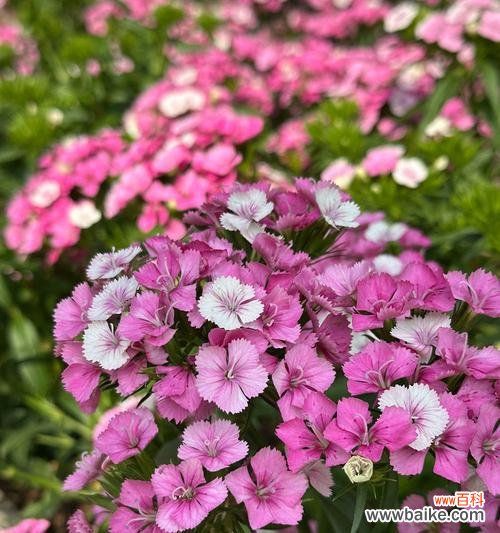 须刨石竹花语代表什么?