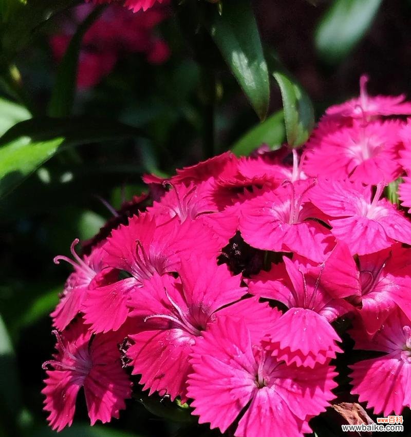 须刨石竹花语代表什么?