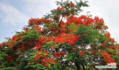 探秘凤凰树的意义与象征 凤凰树的神奇代表寓意