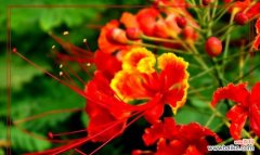 从灰烬中重生的坚强力量 凤凰花