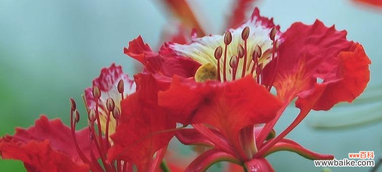 传世之美,生命的重生奇迹 凤凰花的寓意与意义