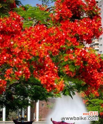 传世之美,生命的重生奇迹 凤凰花的寓意与意义