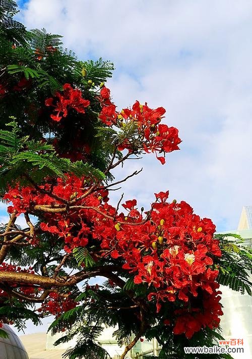 揭示凤凰花背后的寓意与象征 凤凰花的花语与意义